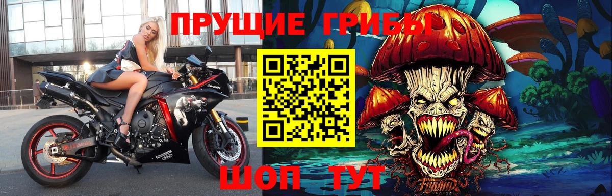 Псилоцибиновые грибы Psilocybe Красноярск